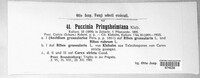 Puccinia caricina image